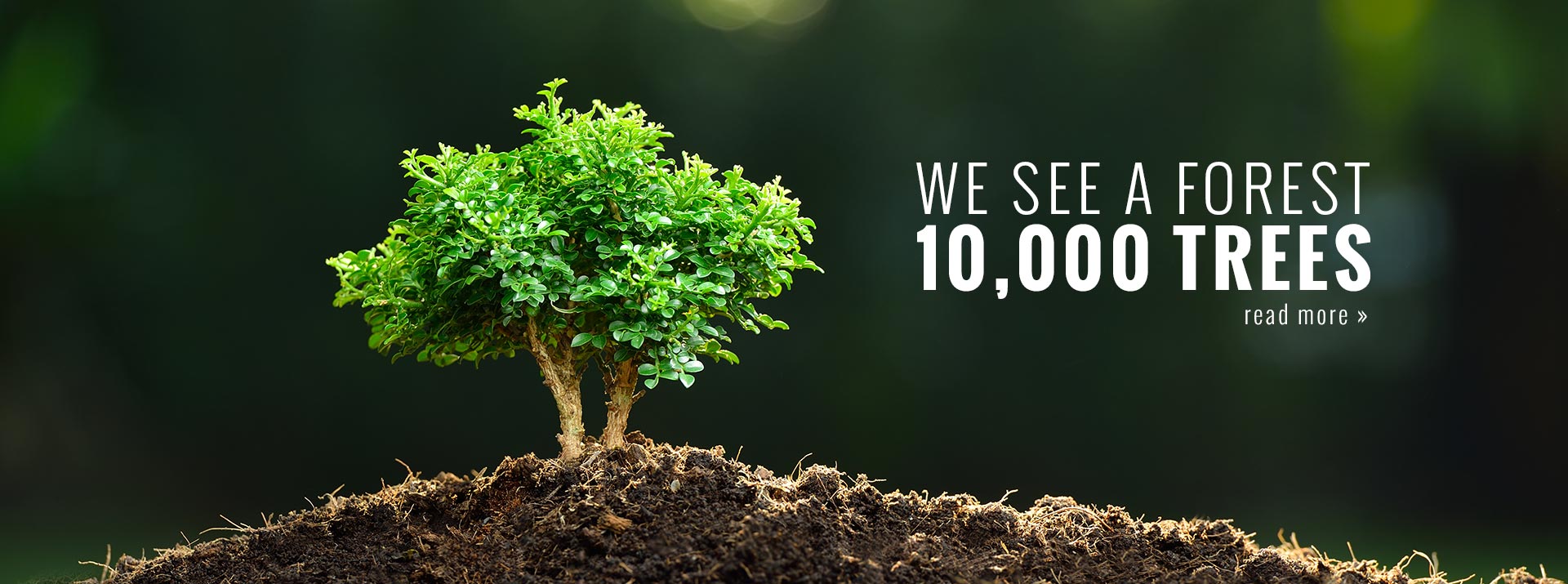 10,000 Trees